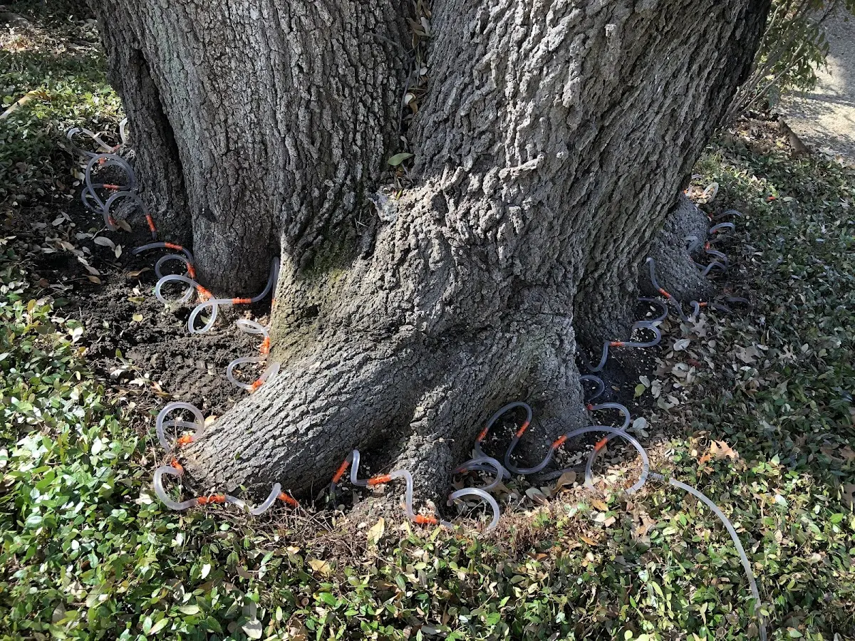 Detailed Tree Cabling and Bracing job site in Larrabee