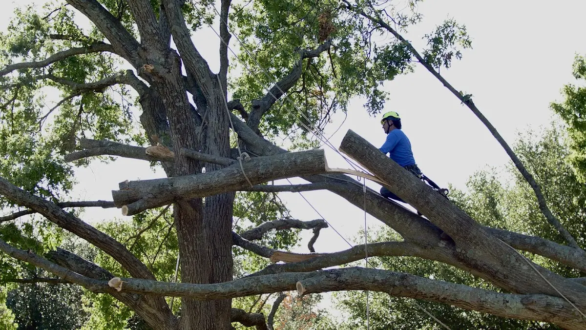 Professional Hazardous Tree Removal performed by certified arborists in Larrabee