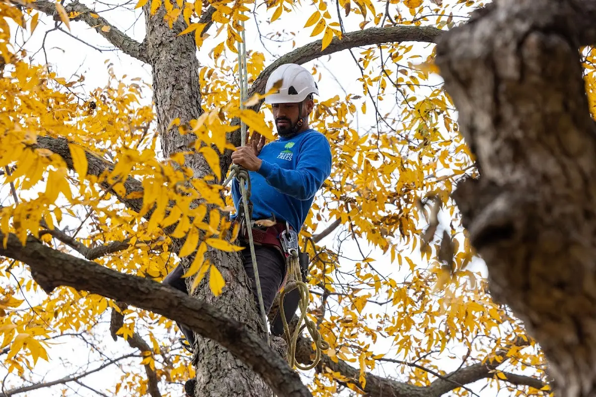 Skilled Dead Tree Removal crew working in Larrabee